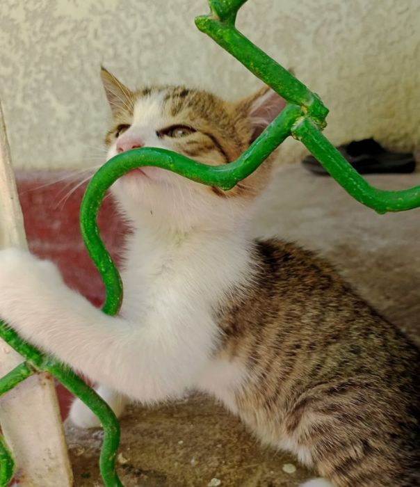 Котята,мальчики,девочки