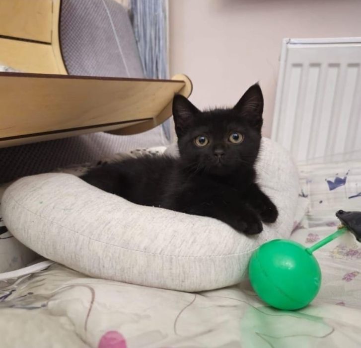 Отдам в добрые руки