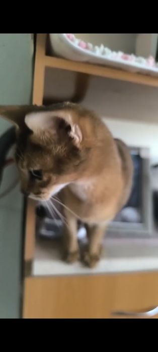 Абиссинский котенок.