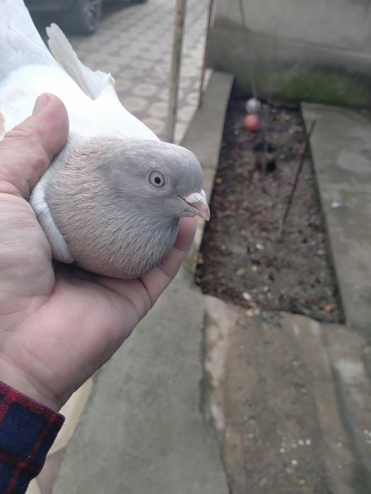 Пара тасманов на игру