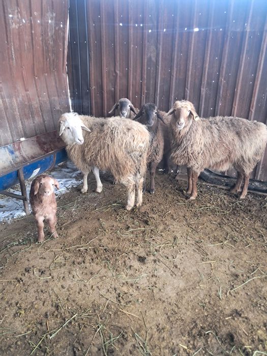 Сәлеметсіздер ме