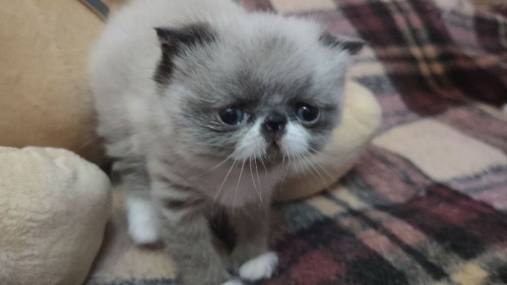 Плюшевая экзоточка