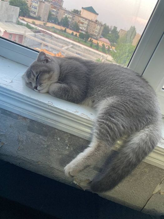 Кот на вязку вислоухий шатландец метис с шиншилой