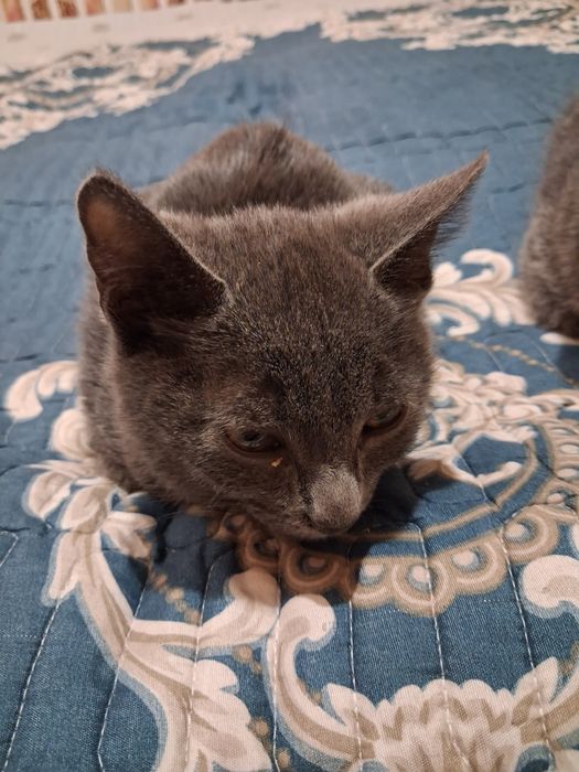 Отдам котят (бесплатно)