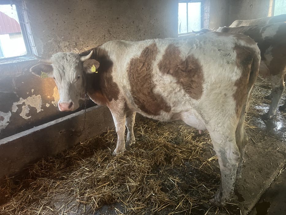Vaca baltat romaneasca