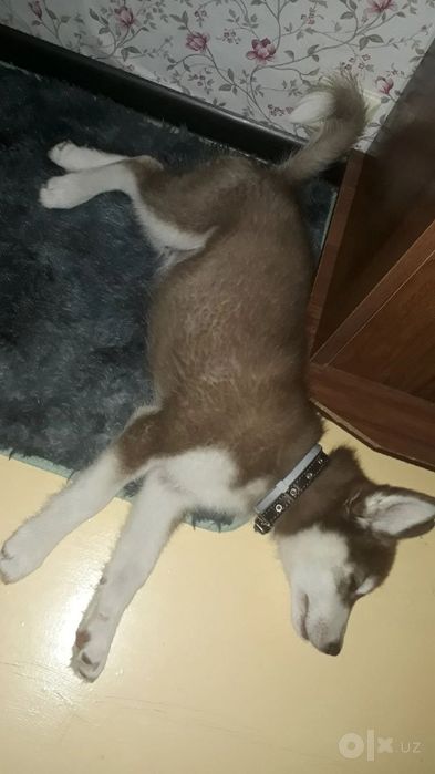 Xaski sotladi bolasi ulguring kam qoldi !
