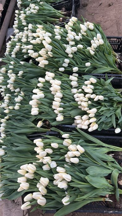 Тюльпаны оптом с бесплатным хранением