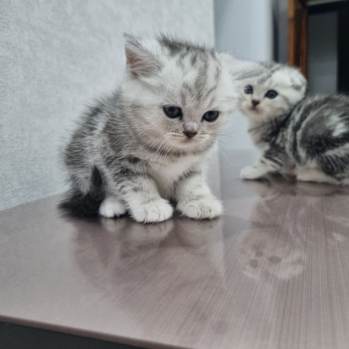 Продам шотландских котят