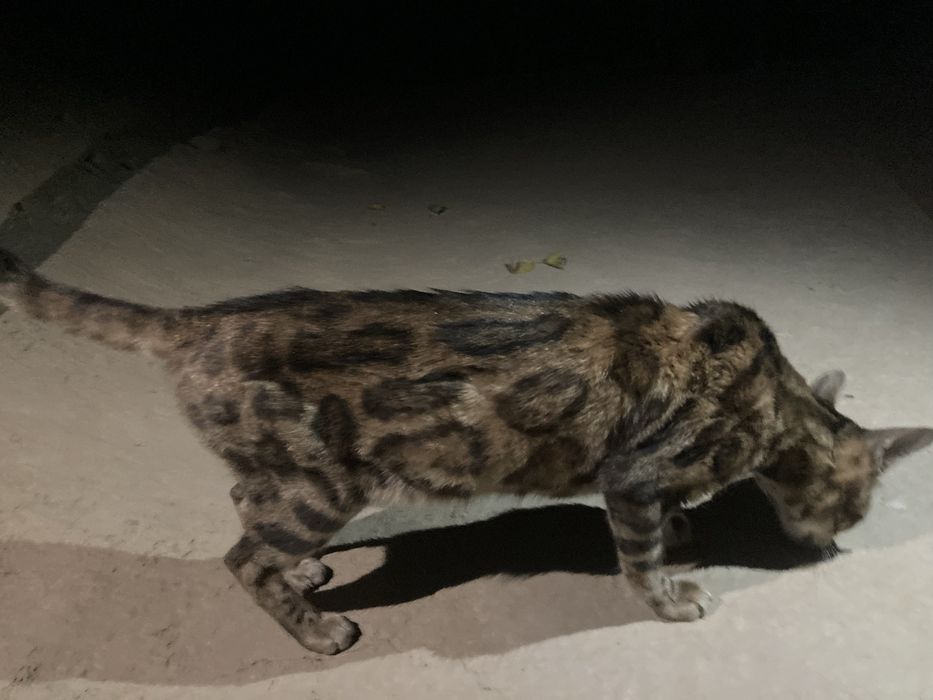 bengal mushugi kotta. бенгалскый кошка