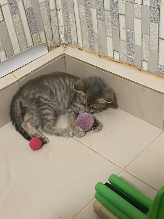 Подарявам коте Варна