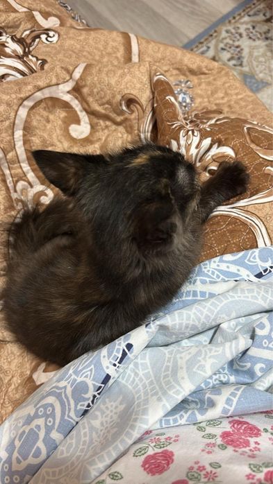 котенок, бесплатно