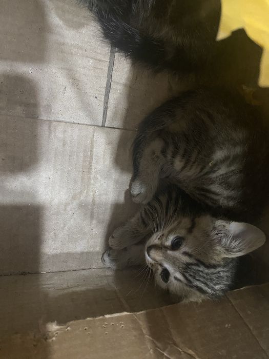 Отдам  шотландских котят