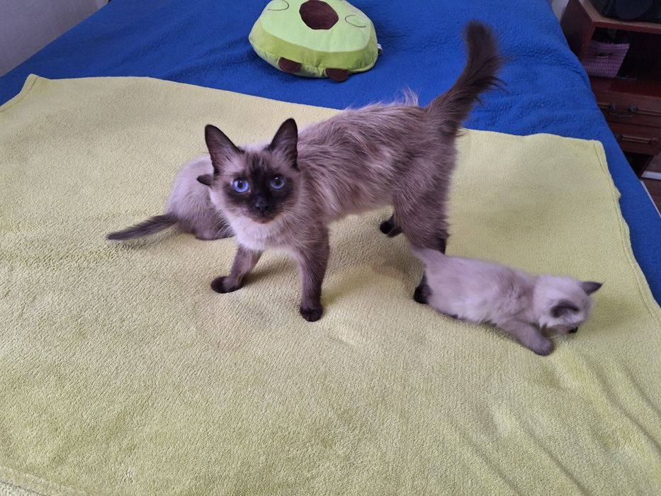 Милые      котята