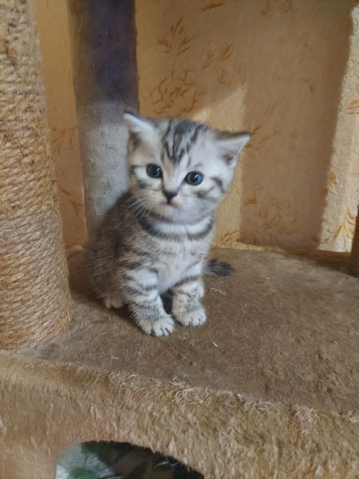 Шотландские котята