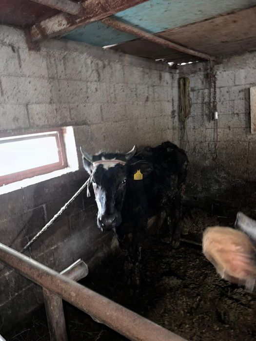 Продам тёлочек 2года