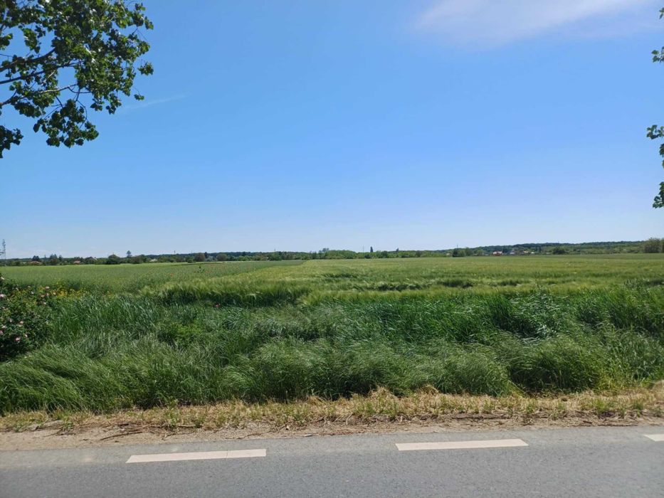 Teren Silistea Snagovului .