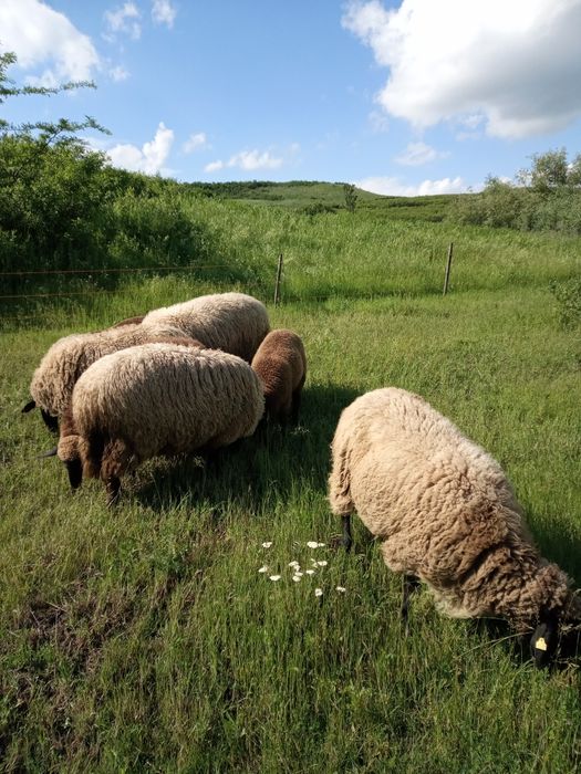 Vând 5 oi și 1 berbec,carabașă de Teleorman