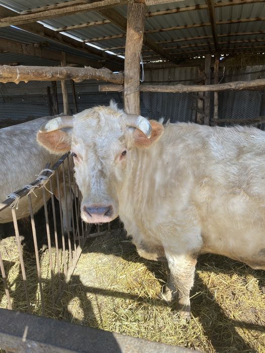 Продам дойную корову порода аулеколь цена 900000т