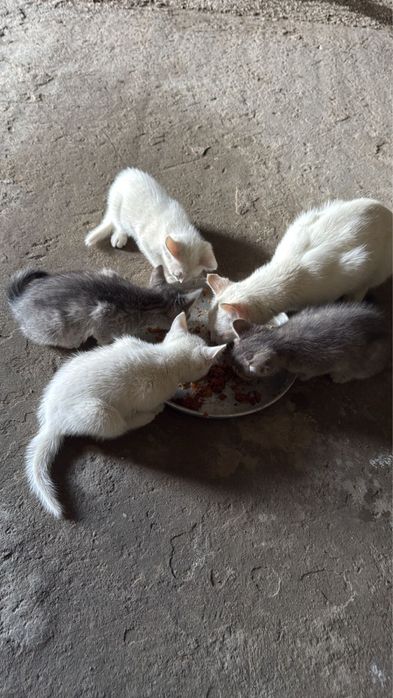 Отдам котят в добрые руки
