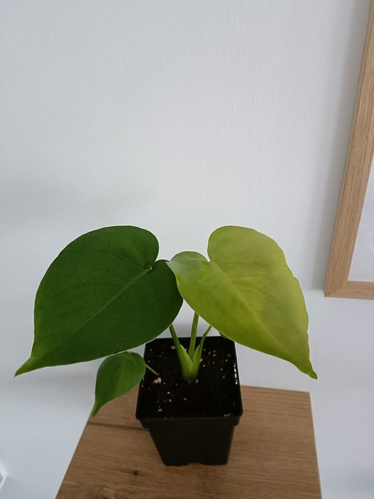 Monstera Deliciosa 60 cm , Plante verzi