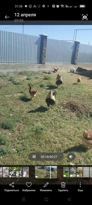 Продам кур Ломан Браун