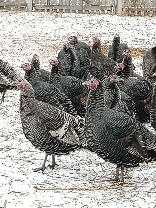 Продажа домашних индюков