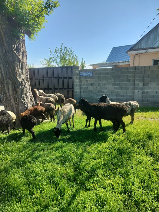 Кой козысымен сатылады,