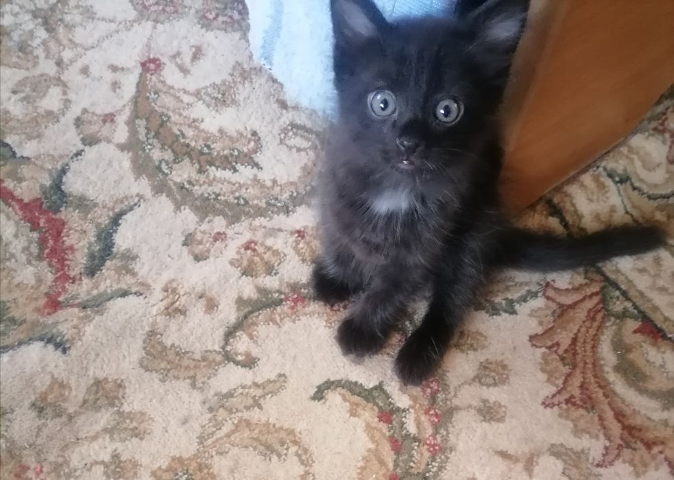 Котёнок мальчик 1,5 месяца