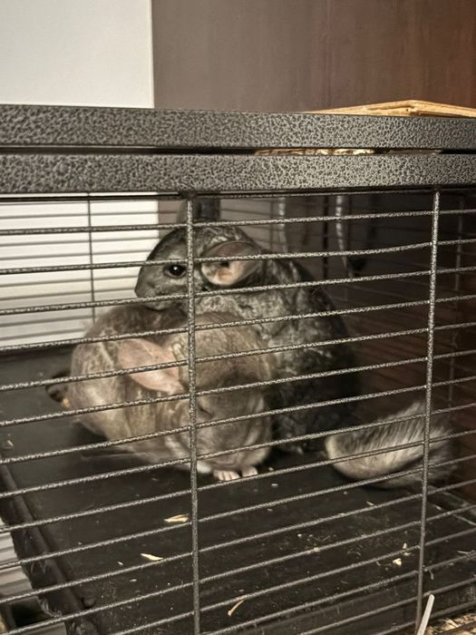 Șinșile cu vârsta de 2 ani una de culoare alb una cenușiu