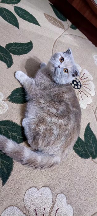 Сотилади Скоттиш фолд