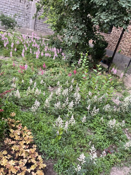 астильба бардовая белая сиреневая розовая