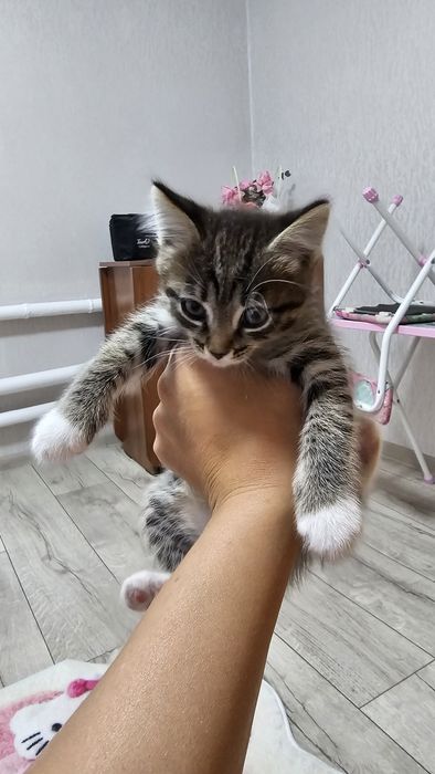 Отдам котят 1.5 месяца