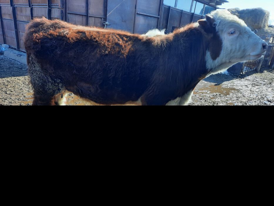 Продам быка. Бұқа