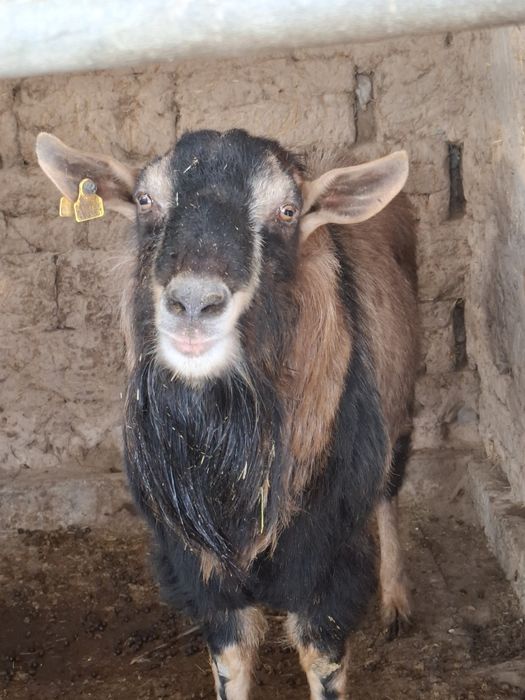 алпийски теке ,жақсы теке