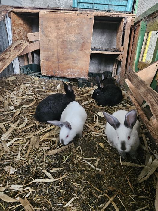 Iepurași de vanzare