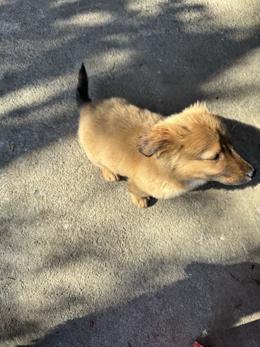 Donez catelusi de talie mica