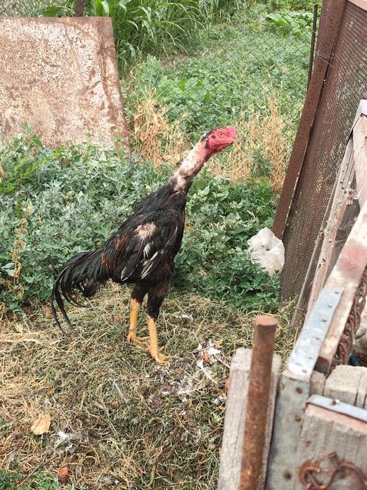 Дакан продам шамо и Китай микс