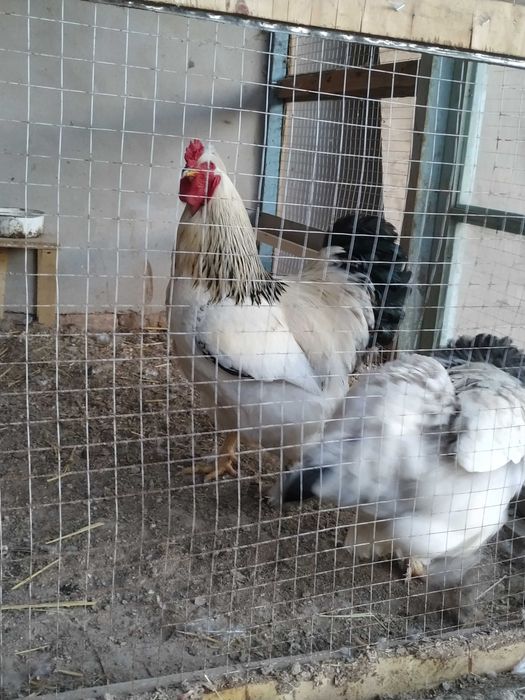 brama, svetli brama tuxumlariga zakaz olinadi