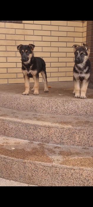 Продам щенков овчарки