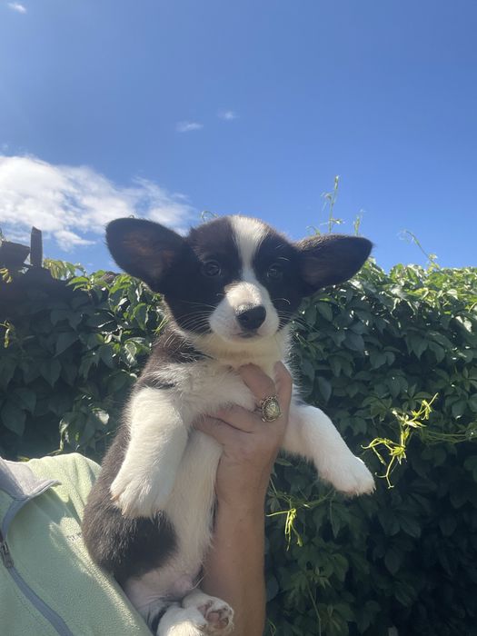 Детки вельш корги кардиган