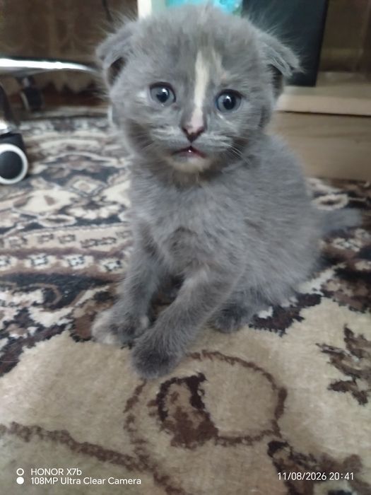 Продаются котята