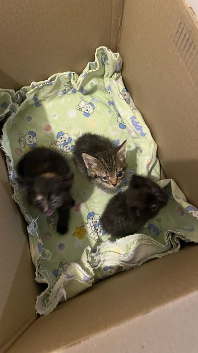 Котята бесплатно