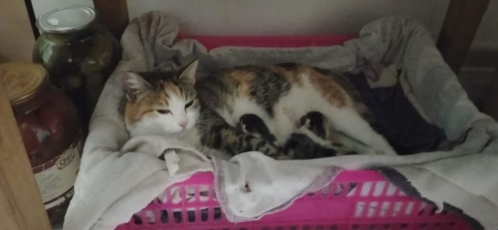 Котята девчата. домашние