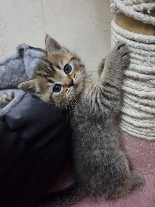 Mushuk bolalari sotiladi.