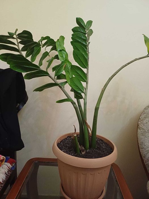 Продается цветок