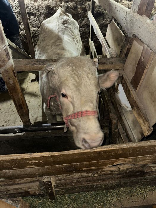 Бордақы бұқа сатылады, Қаскеленде