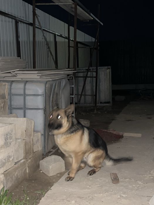 Немецкая овчарка за 60000тг