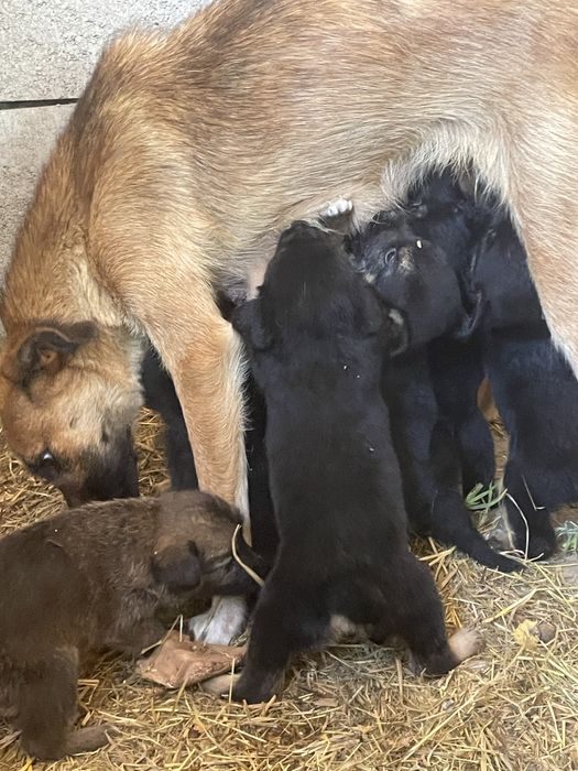 Catelusi pentru adoptie