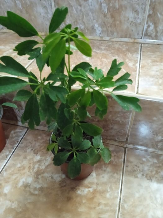 Фикусы,Аглоанемы,филадендроны