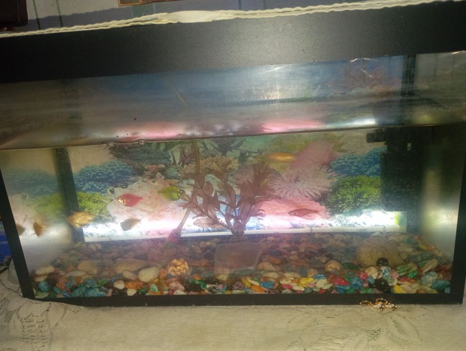 Продоёца Аквариум